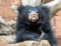 sub-adult Sloth Bear cub, Melursus ursinus, curiously observes its surroundings Royalty Free Stock Photo