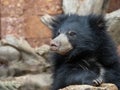 sub-adult Sloth Bear cub, Melursus ursinus, curiously observes its surroundings Royalty Free Stock Photo