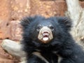 sub-adult Sloth Bear cub, Melursus ursinus, curiously observes its surroundings Royalty Free Stock Photo