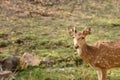 Sub adult spotted deer