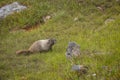 sub-alpine meadow enviornment with marmot