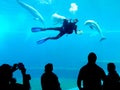 Diver cleaning bath dolphins Aquarium Genoa Italy