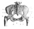 Sub-pubic membrane in the old book D`Anatomie Chirurgicale, by B. Anger, 1869, Paris