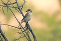 Subadult of butcher-bird