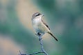 Subadult of butcher-bird