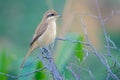 Subadult of butcher-bird