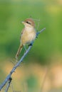 Subadult of butcher-bird