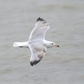 European Herring Gull, Larus argentatus Royalty Free Stock Photo