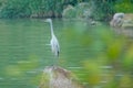 Subadult of Grey Heron Royalty Free Stock Photo