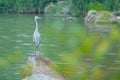 Subadult of Grey Heron Royalty Free Stock Photo