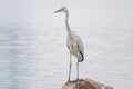 Subadult of Grey Heron Royalty Free Stock Photo