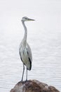 Subadult of Grey Heron Royalty Free Stock Photo