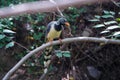 Subadult of Red-billed Blue Magpie