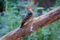 Rufous-bellied Woodpecker Royalty Free Stock Photo