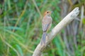 Subadult of shrike