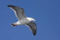 Slaty-backed Gull, Larus schistisagus Royalty Free Stock Photo