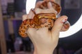 Subadult Western Hognose held in adult woman& x27;s hand.