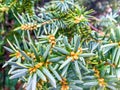 subalpine fir tree with brown berries background in winter Royalty Free Stock Photo