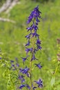 Subalpine Larkspur in the Mountains