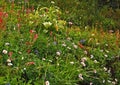 Subalpine meadow of wildflowers Royalty Free Stock Photo