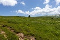 summer , walks on the mountain slopes, alpine meadows during the flowering period