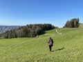 Subalpine meadows and livestock pastures on the slopes of the Swiss mountain massif Pilatus during early spring, Schwarzenberg LU