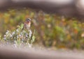 A Subalpine Warbler on Rosemary