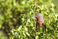 Subalpine Warbler in Shrubbery Royalty Free Stock Photo