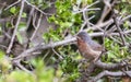 Subalpine Warbler in Shrubbery