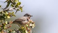 Subalpine Warbler on Shrubbery Royalty Free Stock Photo