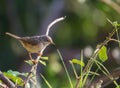 Subalpine Warbler