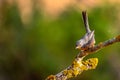 Subalpine Warbler - Sylvia cantillans, perched on a tree branch Royalty Free Stock Photo