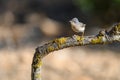 Subalpine Warbler - Sylvia cantillans, perched on a tree branch Royalty Free Stock Photo