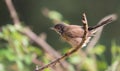 Subalpine Warbler