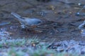 Subalpine Warbler - Sylvia cantillans, preparing for its bath. Royalty Free Stock Photo