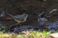 Subalpine Warbler - Sylvia cantillans, preparing for its bath. Royalty Free Stock Photo