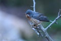 Subalpine Warbler - Sylvia cantillans, preparing for its bath. Royalty Free Stock Photo