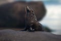 Subantarctic Fur Seal