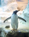 Subantarctic penguin or Papuan penguin, Pygoscelis papua, joyful standing with open Bird wings, ornithology,