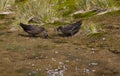 Subantarctische Grote Jager, Subantarctic Skua, Stercorarius ant