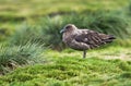 Subantarctische Grote Jager, Subantarctic Skua, Stercorarius ant