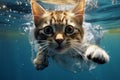 Subaquatic delight Charming cat gracefully frolics beneath the waters surface