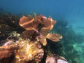 Subaquatic Splendor: Exploring Mexico\'s Vibrant Reef near Cancun Royalty Free Stock Photo