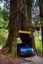 Subaru Crosstrek fits inside hollowed out Redwood in ancient California forest