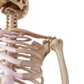 The subclavian Royalty Free Stock Photo