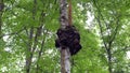 Subcortical thrush, Growth on birch. Royalty Free Stock Photo