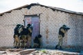 Subdivision anti-terrorist police during a tactical exercises Royalty Free Stock Photo