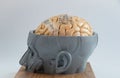 Subdural grid electrode for brain waves recording on the brain model