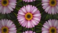 Subject Close up of beautiful spring flower, vintage floral pattern macro Royalty Free Stock Photo