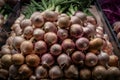Subject Fresh bunch of shallots, culinary ingredient in market display Royalty Free Stock Photo